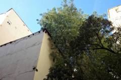 Ejemplar situado en el patio de una comunidad, donde las ramas están tocando un tejado colindante. Inclinación fuerte de aproximadamente 45º hacia el edificio.